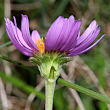 Blütenfoto Aster alpinus